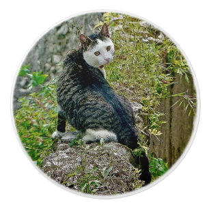 GORGEOUS AND UNUSUAL LOOKING FELINE CERAMIC KNOB