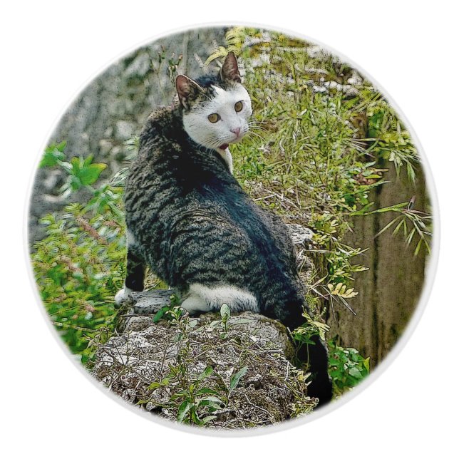 GORGEOUS AND UNUSUAL LOOKING FELINE CERAMIC KNOB (Front)
