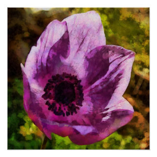 Gorgeous Anemone Coronaria Wildflower Painting Poster