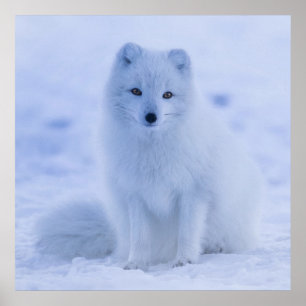 Gorgeous arctic fox poster