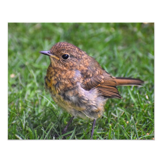 Gorgeous Baby Robin  Photo Print (Front)