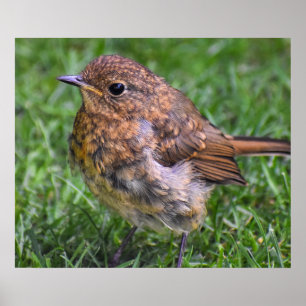 Gorgeous Baby Robin  Poster