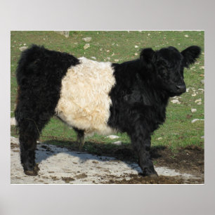 Gorgeous Belted Galloway Steer Cutout Beltie Farm Poster