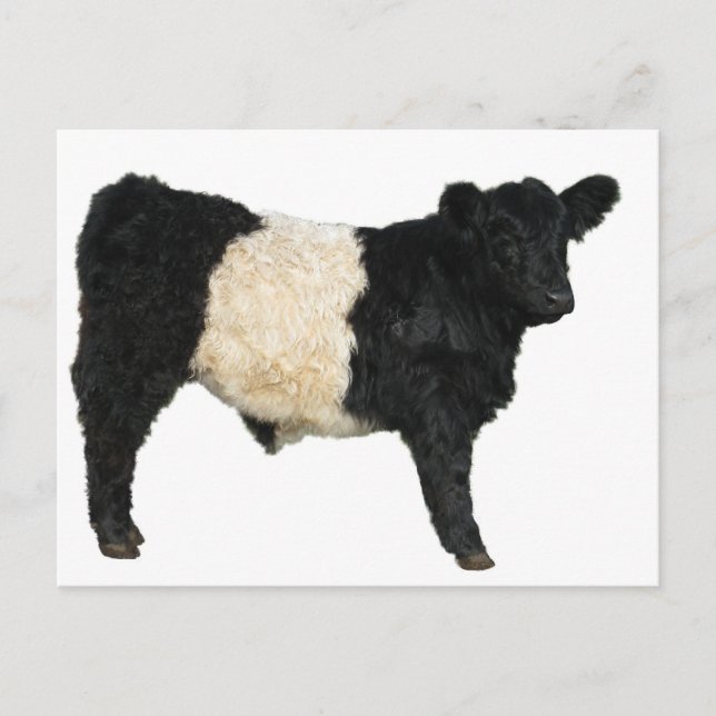 Gorgeous Belted Galloway Steer Cutout Postcard (Front)
