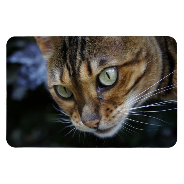 Gorgeous Bengal Cat Magnet (Horizontal)