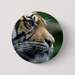 Gorgeous Bengal Tiger Face 6 Cm Round Badge