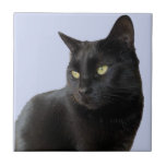 Gorgeous Black Cat Tile<br><div class="desc">I came across this lovely black cat in the Algarve where it obligingly posed for this photograph. This ceramic tile would make a lovely gift for a cat lover,  and a cute coffee coaster.</div>