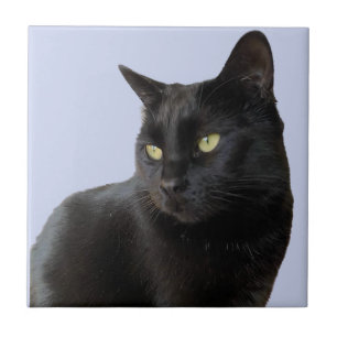 Gorgeous Black Cat Tile