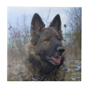 Gorgeous Black-saddled German Shepherd Tile