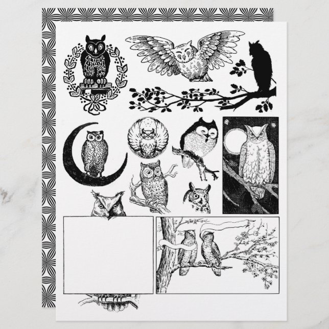 Gorgeous Black & White Line Art Drawings of Owls (Front/Back)