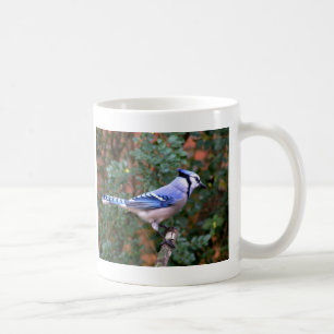 Gorgeous Blue Jay Coffee Mug