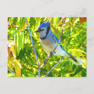 Gorgeous Blue Jay in Manitoba Maple Tree Postcard