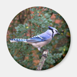 Gorgeous Blue Jay Magnet