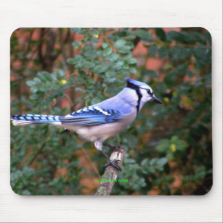 Gorgeous Blue Jay Mouse Mat