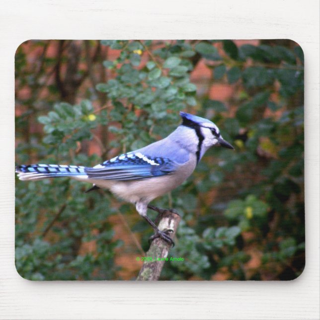 Gorgeous Blue Jay Mouse Mat (Front)