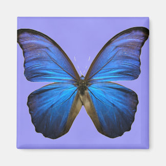 Gorgeous Blue Morpho Butterfly Magnet
