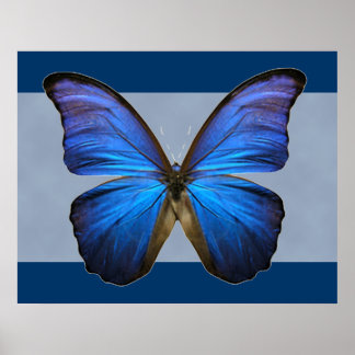 Gorgeous Blue Morpho Butterfly Print
