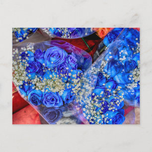 Gorgeous Blue Roses Photo Postcard