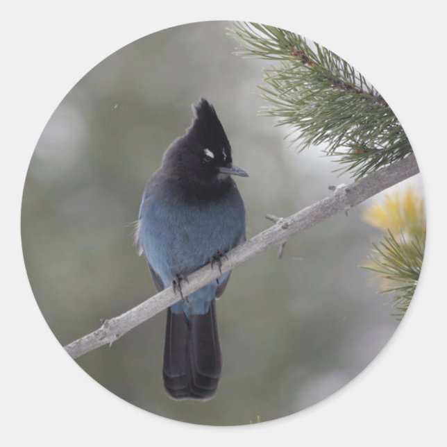 Gorgeous Blue Steller's Jay Classic Round Sticker (Front)