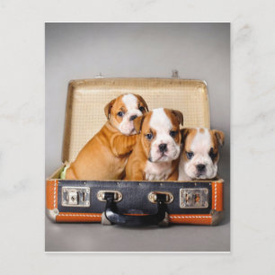 Gorgeous Bulldog Puppies   Dog Lover Flyer