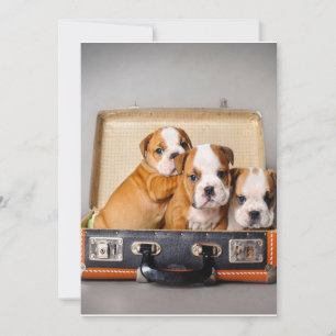Gorgeous Bulldog Puppies Dog Lover Holiday Card