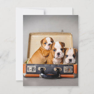 Gorgeous Bulldog Puppies Dog Lover Invitation