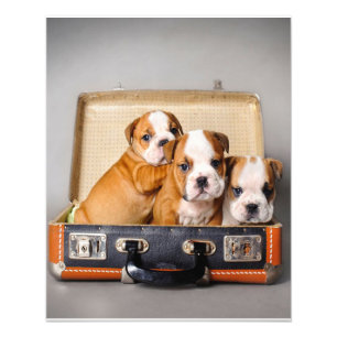 Gorgeous Bulldog Puppies Dog Lover Photo Print