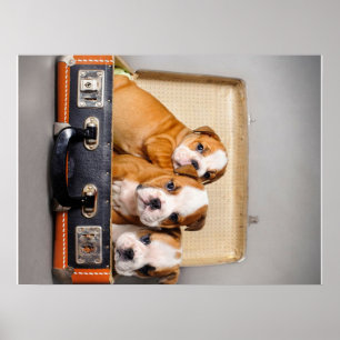Gorgeous Bulldog Puppies   Dog Lover Poster