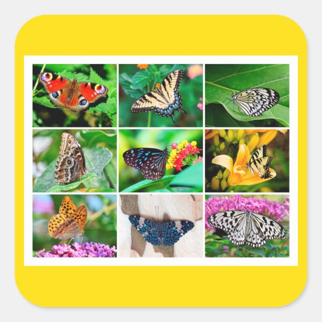 Gorgeous Butterflies Collage, 9 Photos Square Sticker (Front)