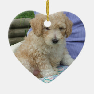 Gorgeous cavapoo puppy looking your way, isolated ceramic tree decoration