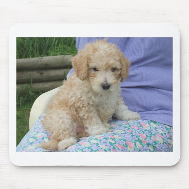 Gorgeous cavapoo puppy looking your way, isolated mouse mat (Front)