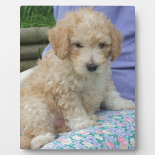 Gorgeous cavapoo puppy looking your way, isolated plaque