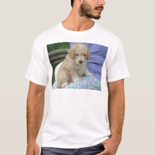 Gorgeous cavapoo puppy looking your way, isolated T-Shirt