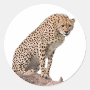 Gorgeous Cheetah Beautiful Cat Photo Classic Round Sticker