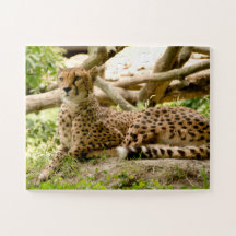 Gorgeous Cheetah Beautiful Cat Photo