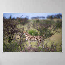 Gorgeous Cheetah Beautiful Cat Photo Poster