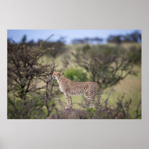 Gorgeous Cheetah Beautiful Cat Photo Poster
