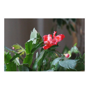 Gorgeous Christmas Cactus Bloom Photo Print