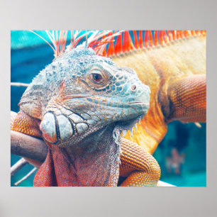 Gorgeous Colourful Iguana Poster