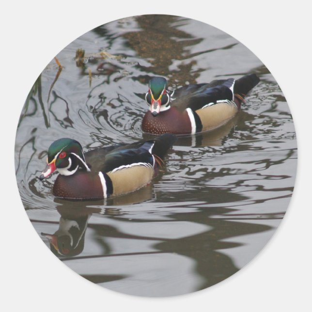Gorgeous Colourful Wood Ducks In Pond Photograph Classic Round Sticker (Front)