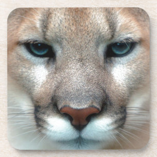 GORGEOUS COUGAR COASTER
