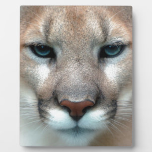 GORGEOUS COUGAR PLAQUE