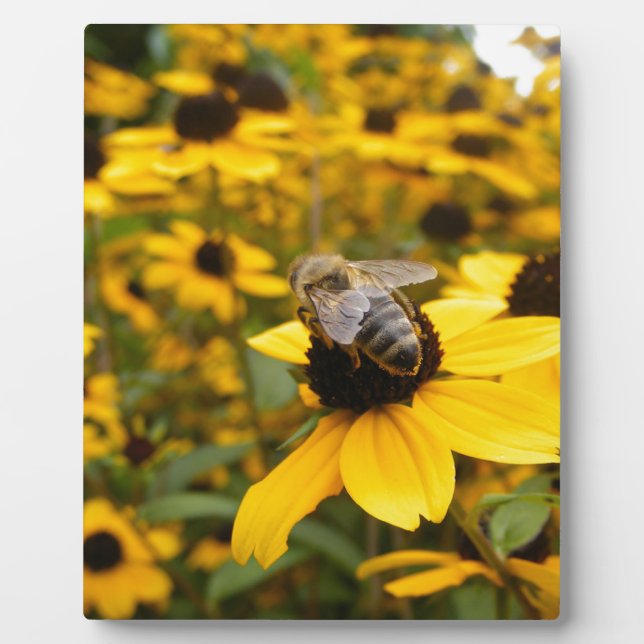 GORGEOUS DAISY FIELDS & HONEY BEE PLAQUE (Front)