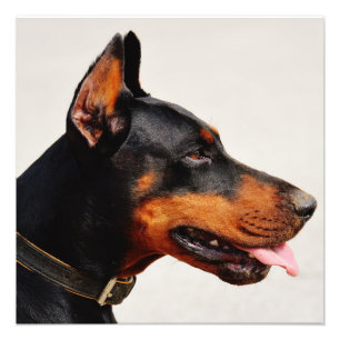 Gorgeous Doberman Pinscher Photo Print