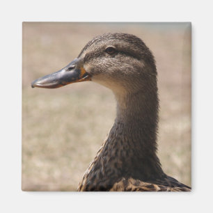 Gorgeous Duck Posing Photo Magnet