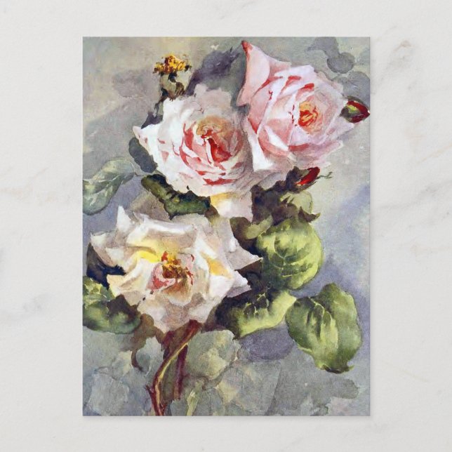 Gorgeous Elegant Pink Roses Watercolor Painting Postcard (Front)