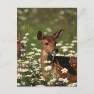 Gorgeous Fawn Postcard