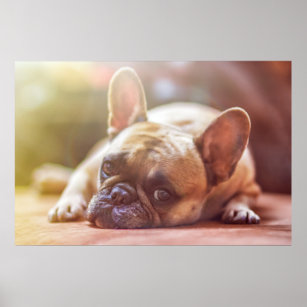 Gorgeous french bulldog lying down poster