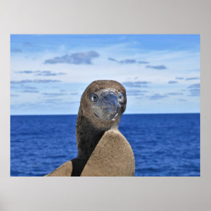 Gorgeous Gannet Poster
