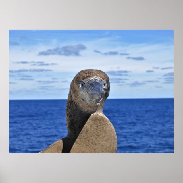 Gorgeous Gannet Poster (Front)